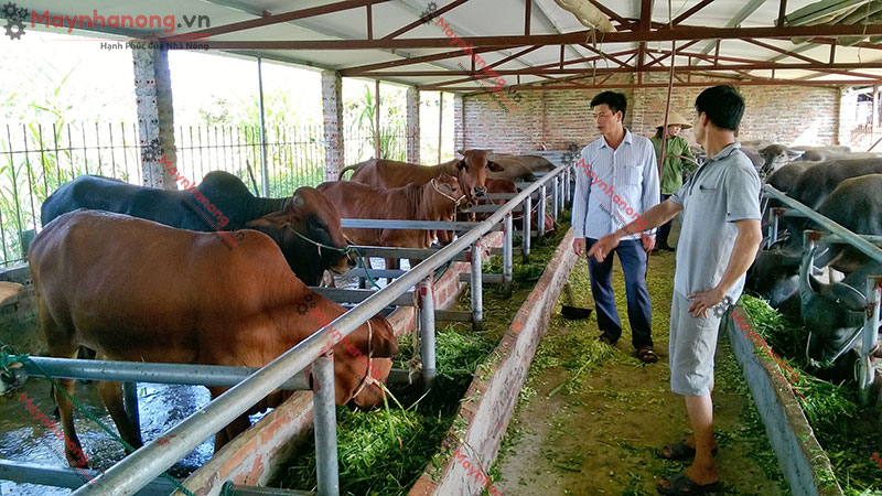 Ngành chăn nuôi việt nam